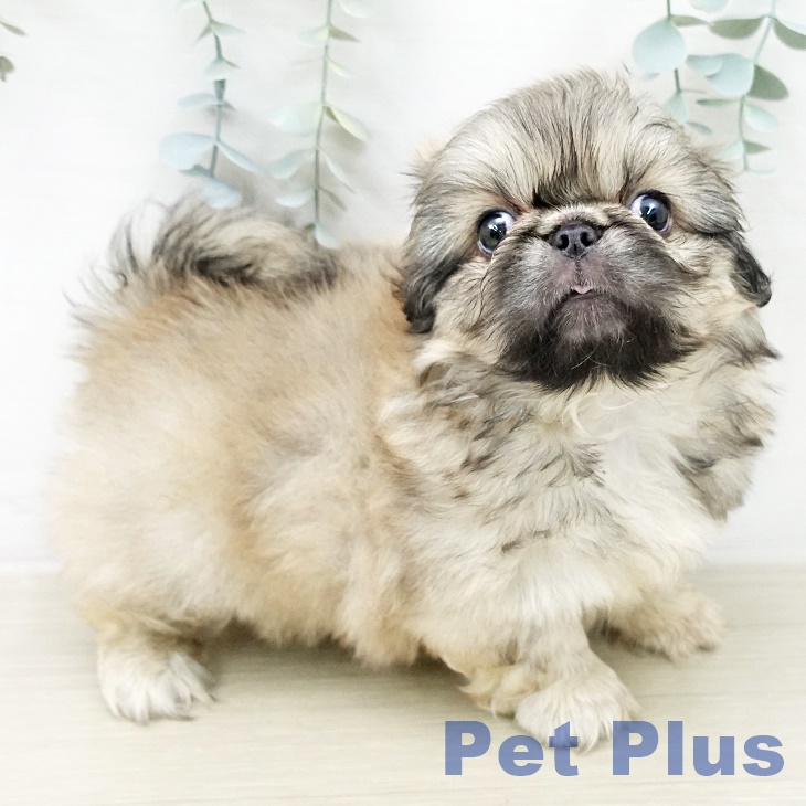 ペキニーズの写真2