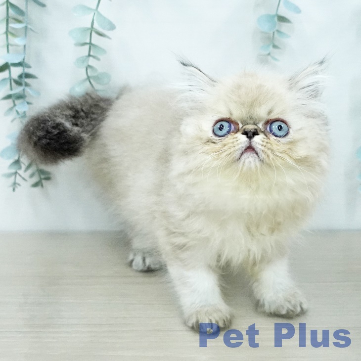 エキゾチックの写真2