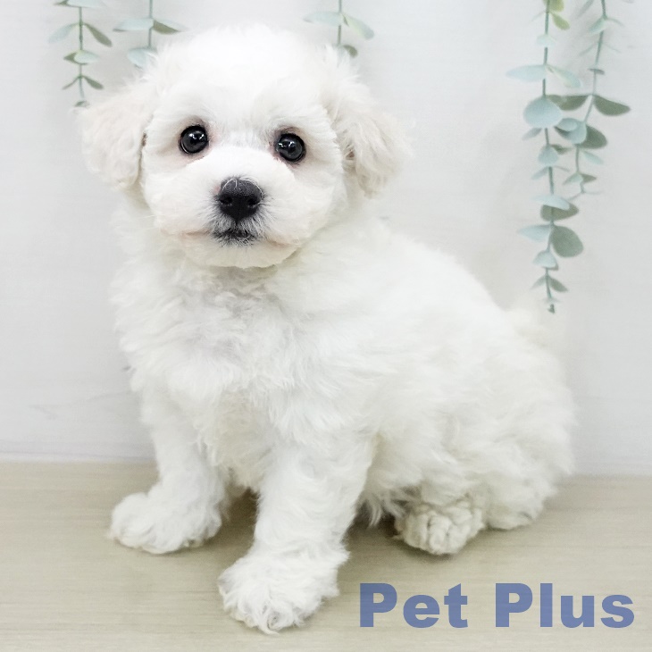 東京都のビションフリーゼ (ペットプラス 立川高島屋S.C.店/2025年12月31日生まれ/男の子/ホワイト)の子犬の1枚目の画像