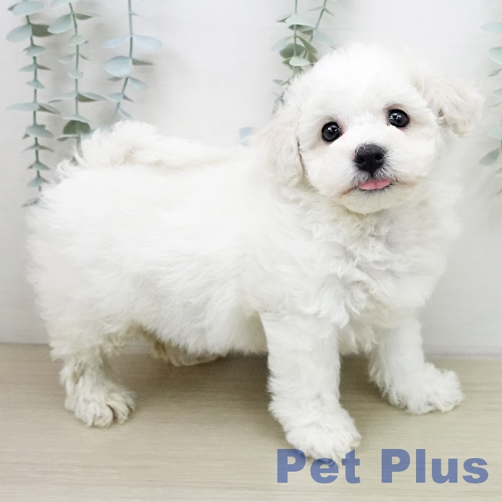 東京都のビションフリーゼ (ペットプラス 立川高島屋S.C.店/2025年12月31日生まれ/男の子/ホワイト)の子犬の2枚目の画像