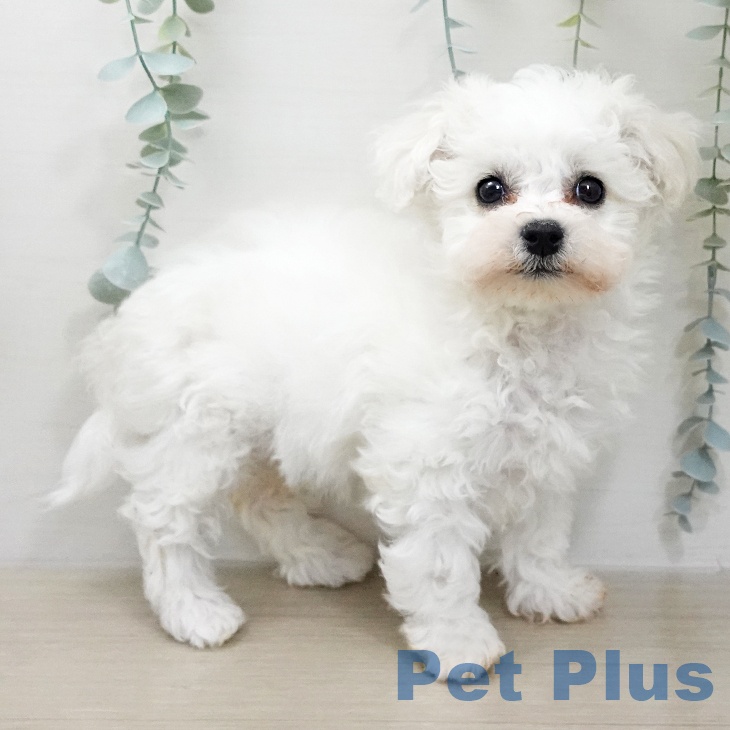 茨城県のビションフリーゼ (ペットプラス つくば店/2025年12月30日生まれ/男の子/ホワイト)の子犬