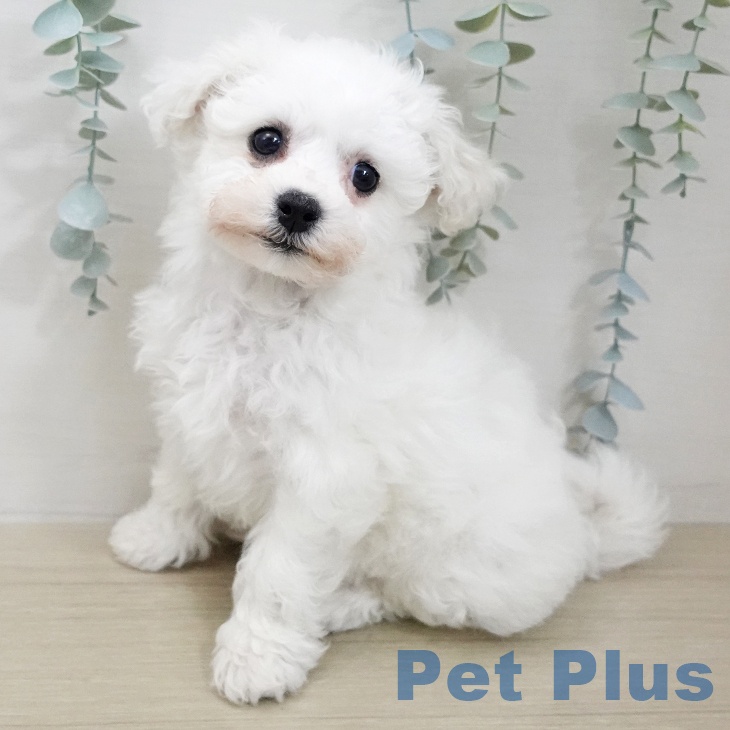 ビション・フリーゼ