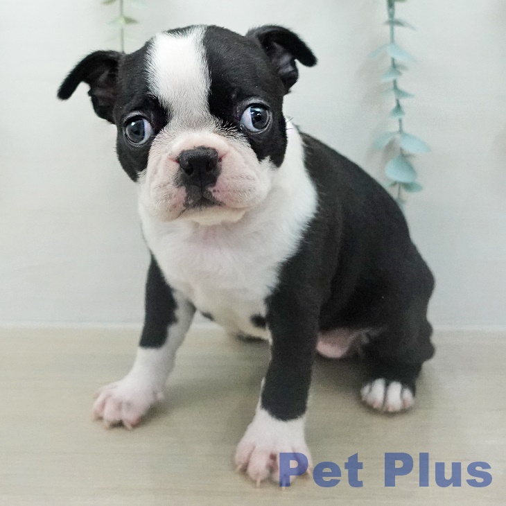 ボストン・テリア