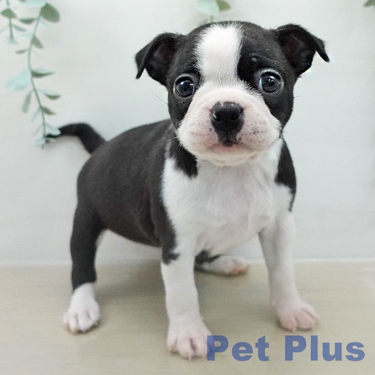 ボストン・テリアの写真2