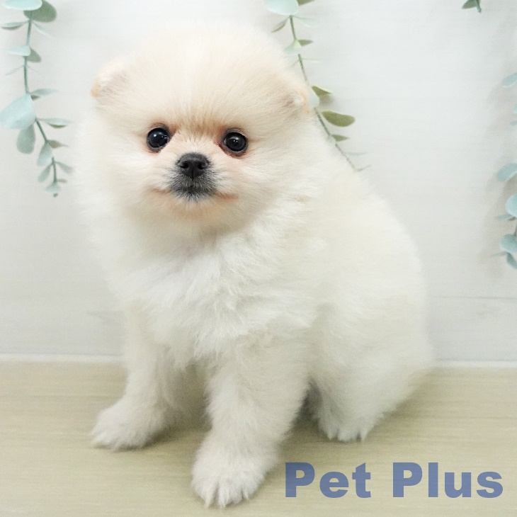 埼玉県のポメラニアン (ペットプラス コクーンシティ店/2025年12月28日生まれ/女の子/クリーム)の子犬の1枚目の画像