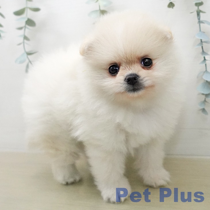 埼玉県のポメラニアン (ペットプラス コクーンシティ店/2025年12月28日生まれ/女の子/クリーム)の子犬の2枚目の画像