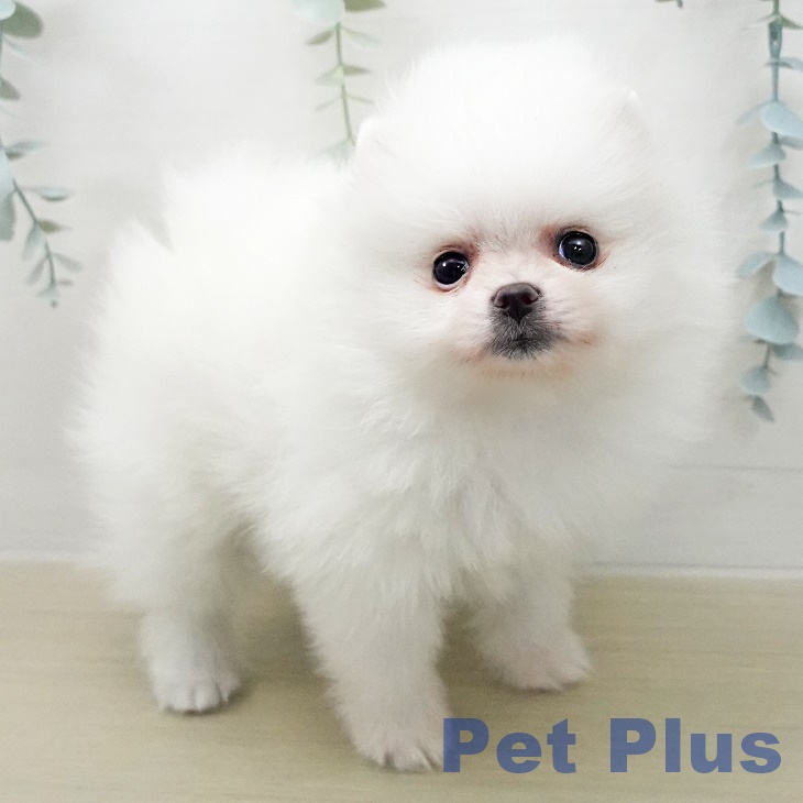 埼玉県のポメラニアン (ペットプラス ららぽーと富士見店/2025年12月28日生まれ/女の子/クリーム)の子犬の1枚目の画像