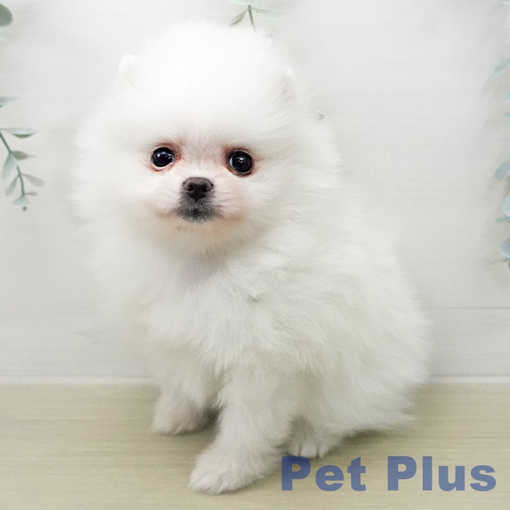 埼玉県のポメラニアン (ペットプラス ららぽーと富士見店/2025年12月28日生まれ/女の子/クリーム)の子犬の2枚目の画像