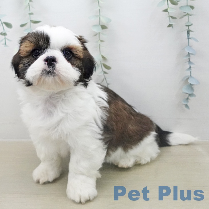 シー・ズーの写真2