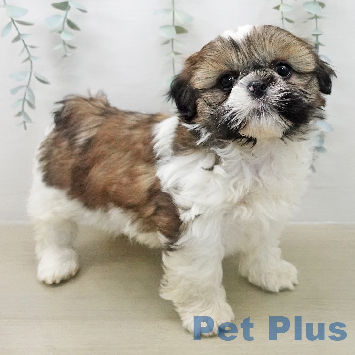 シー・ズーの写真2