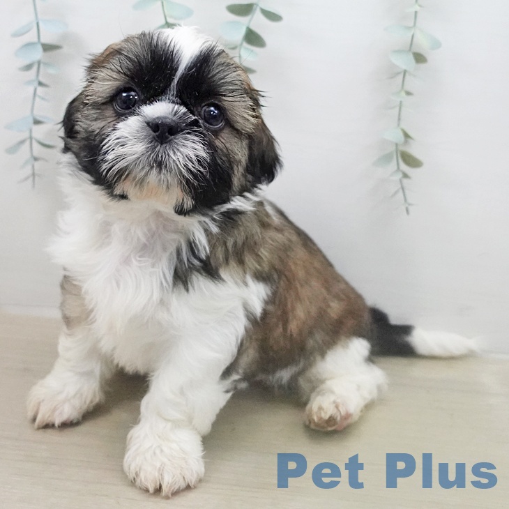 シー・ズーの写真2