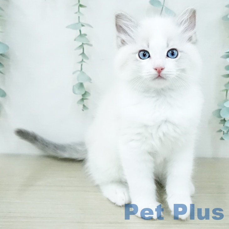 ラグドールの写真2