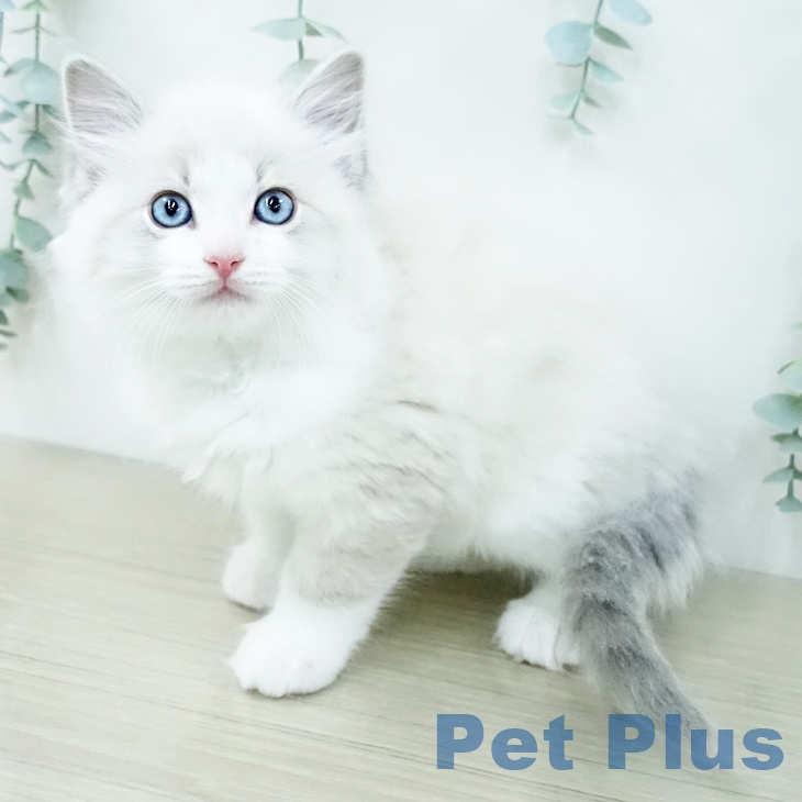 ラグドールの写真2