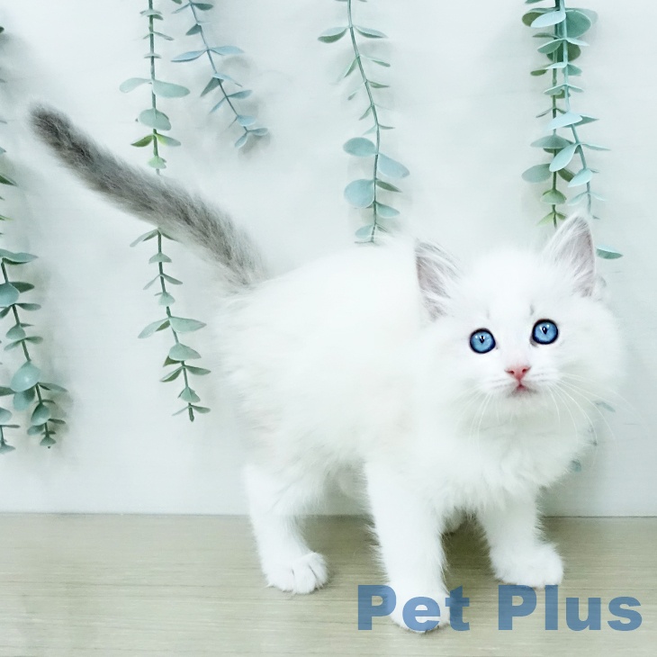 福島県のラグドール (ペットプラス イオンタウン郡山店/2026年1月5日生まれ/女の子/ブルーポイントバイカラー)の子猫の1枚目の画像