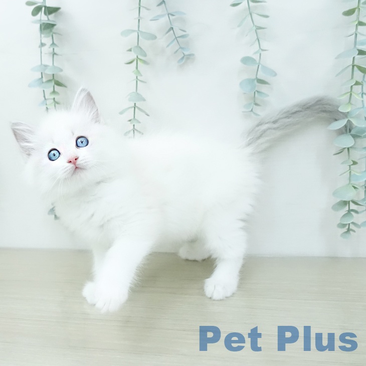 福島県のラグドール (ペットプラス イオンタウン郡山店/2026年1月5日生まれ/女の子/ブルーポイントバイカラー)の子猫の2枚目の画像