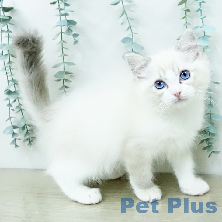 茨城県のラグドール (ペッツワン つくば店/2025年12月14日生まれ/男の子/ブルーリンクスポイントバイカラー)の子猫の1枚目の画像