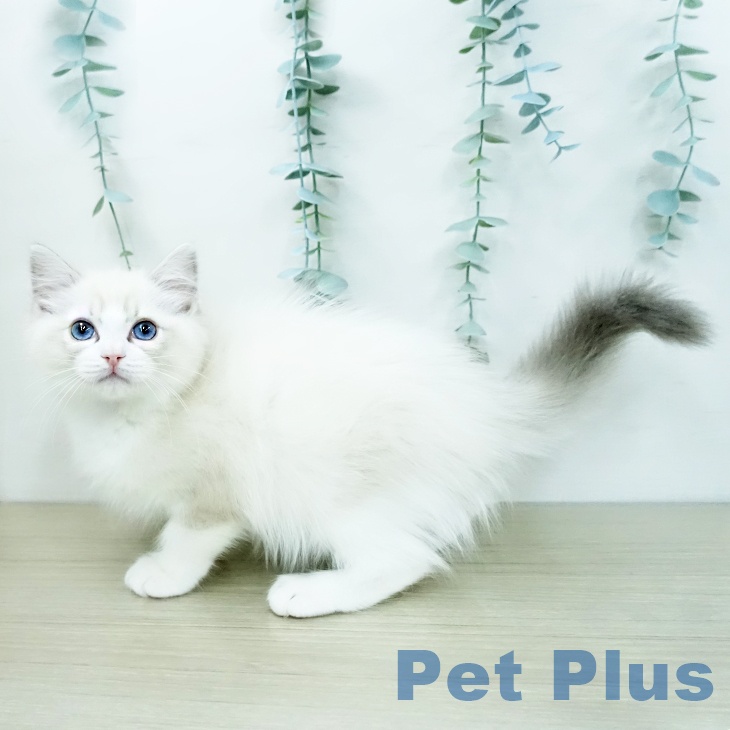 茨城県のラグドール (ペッツワン つくば店/2025年12月14日生まれ/男の子/ブルーリンクスポイントバイカラー)の子猫の2枚目の画像