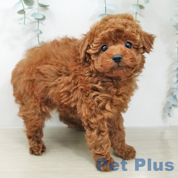 トイ・プードル