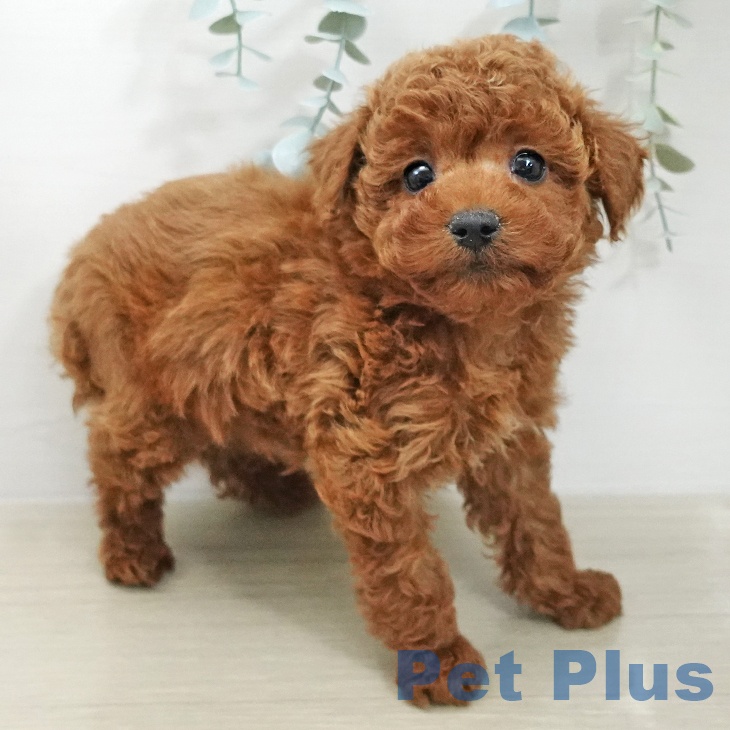 トイ・プードルの写真2