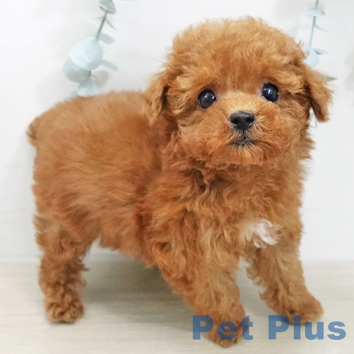 トイ・プードルの写真2