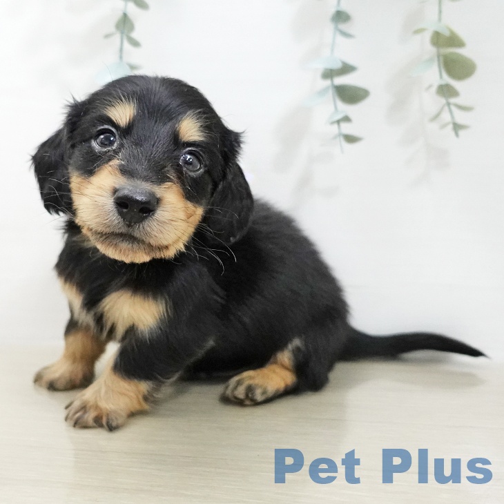 ミニチュア・ダックスフンド