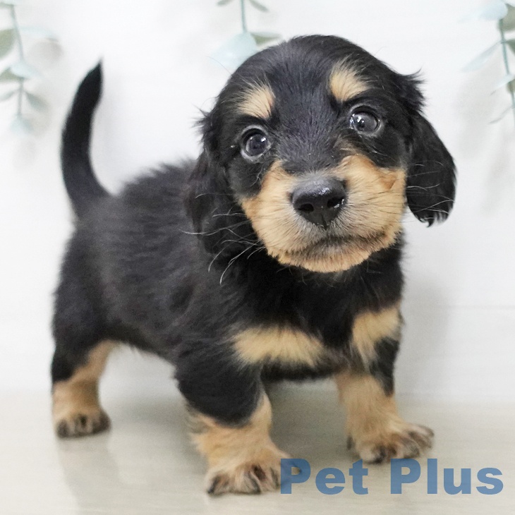 ミニチュア・ダックスフンドの写真2