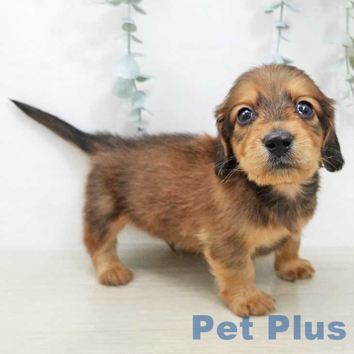 ミニチュア・ダックスフンド