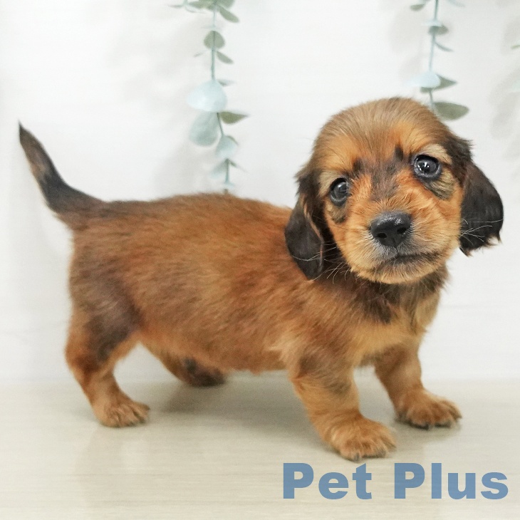 ミニチュア・ダックスフンドの写真2