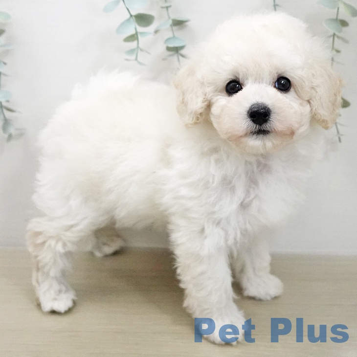 トイ・プードルの写真2