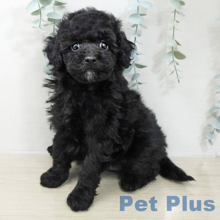 トイ・プードル