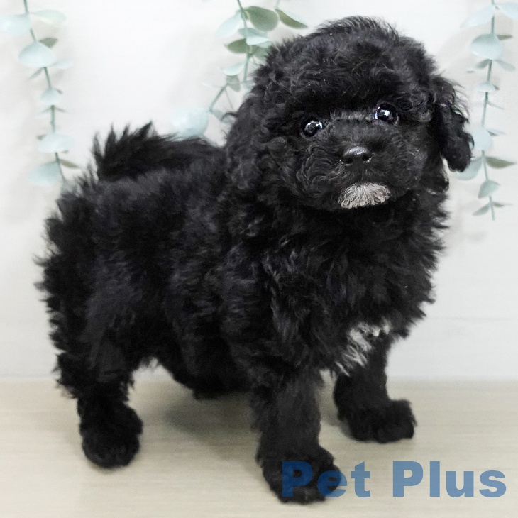 トイ・プードルの写真2