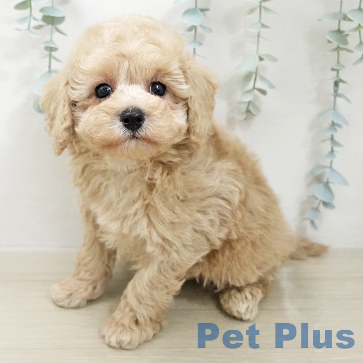 トイ・プードル