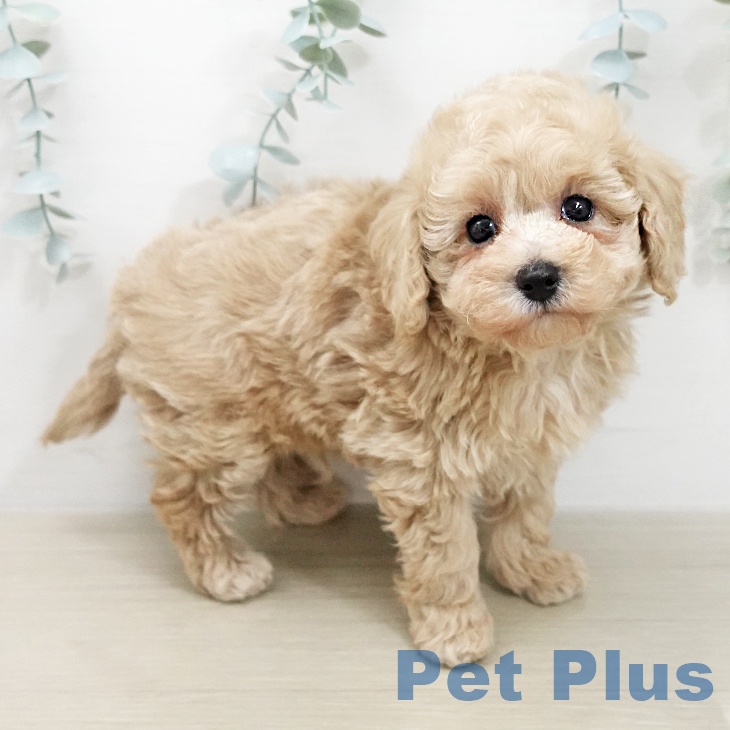 トイ・プードルの写真2