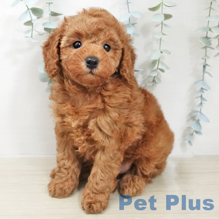 トイ・プードル