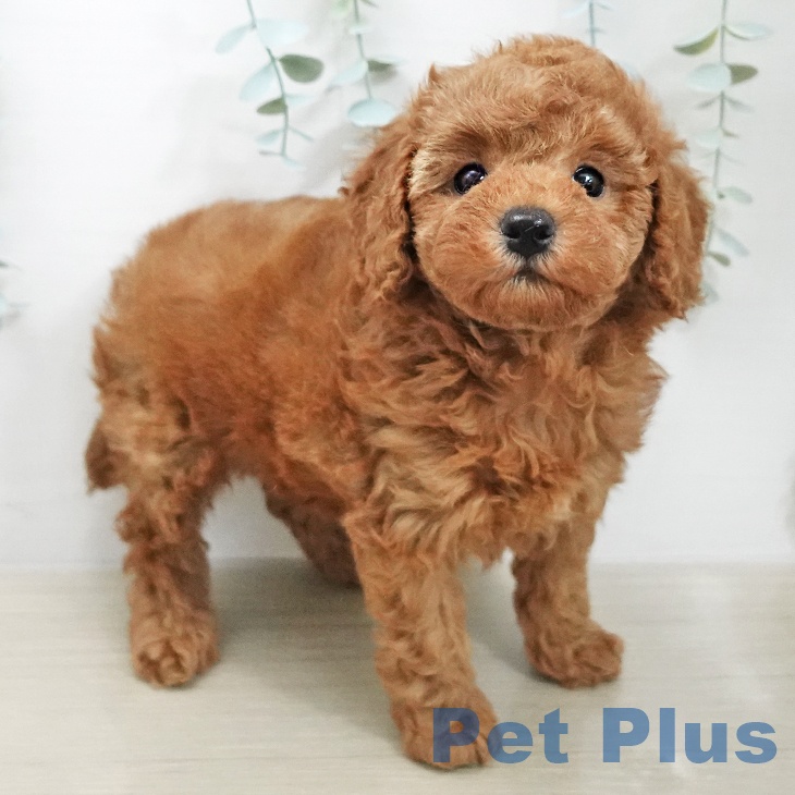 トイ・プードルの写真2