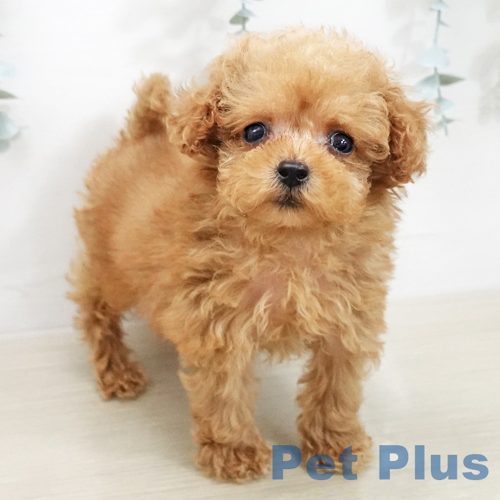 トイ・プードル