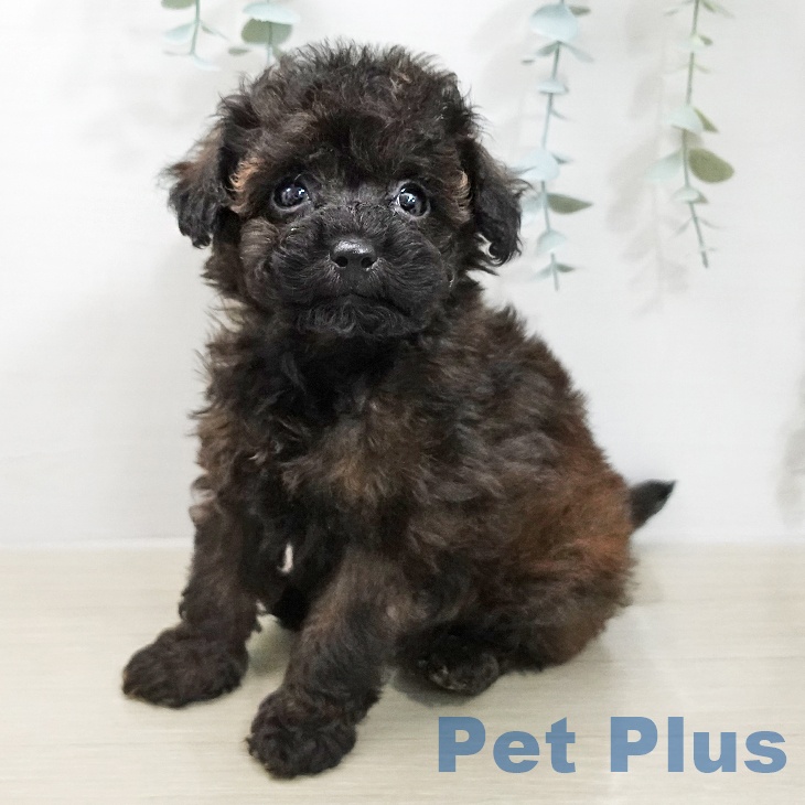 トイ・プードルの写真2