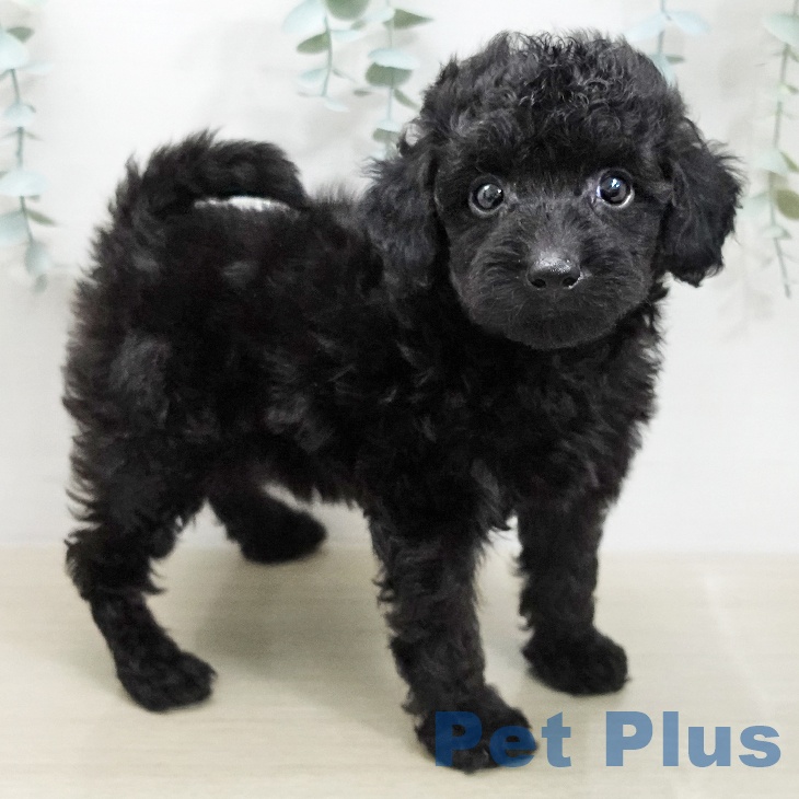 トイ・プードル