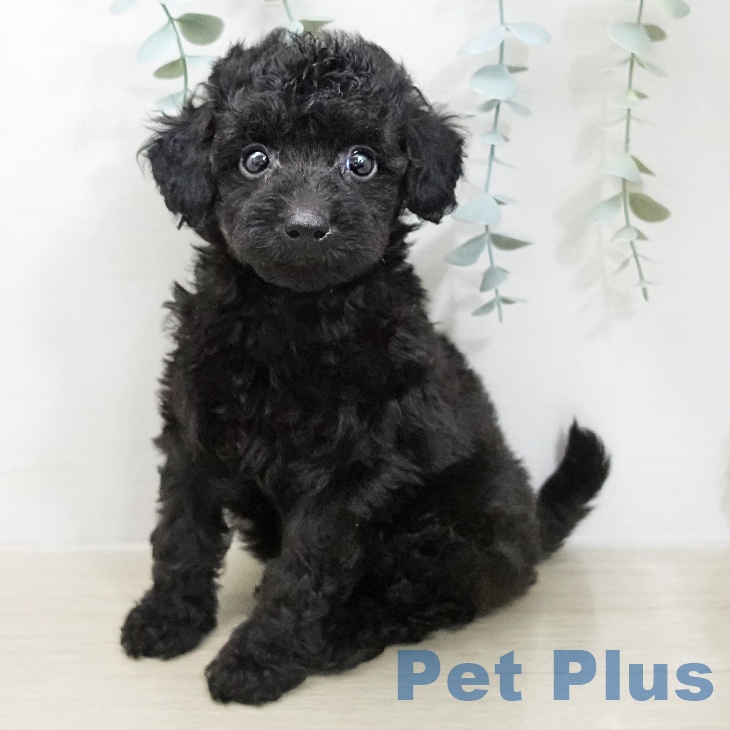 トイ・プードルの写真2