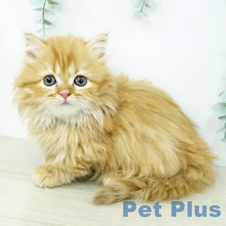 マンチカンの写真2