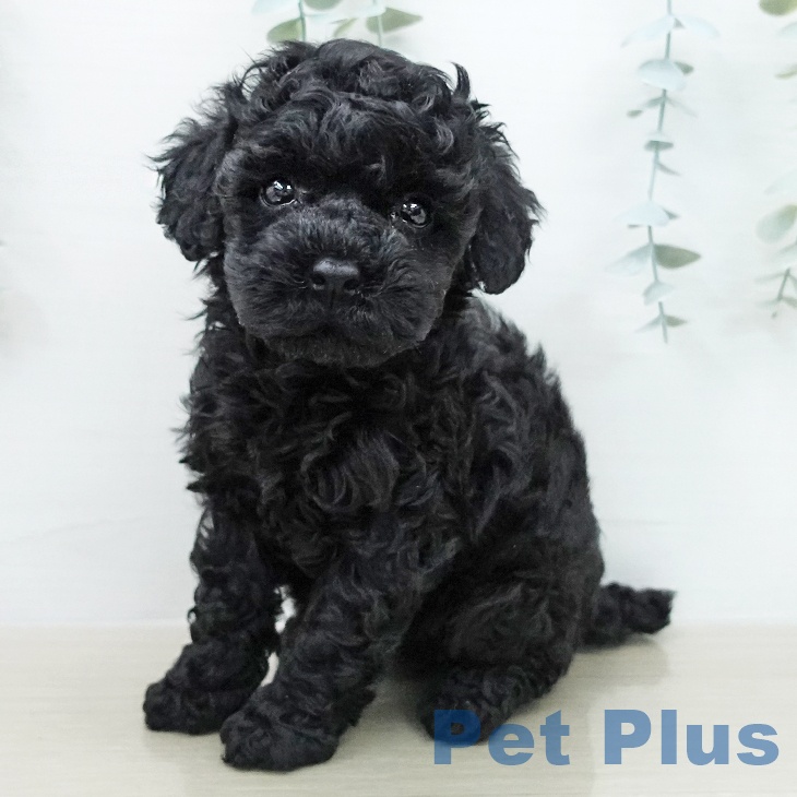 トイ・プードル