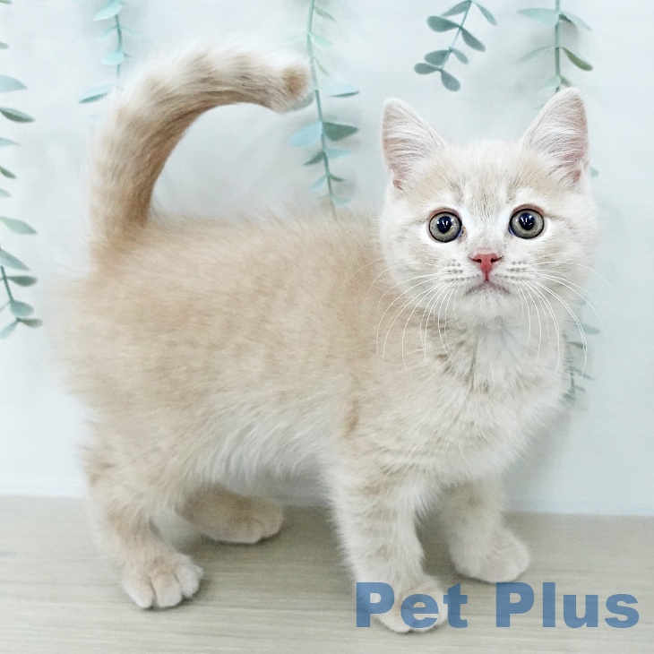 ブリティッシュショートヘア