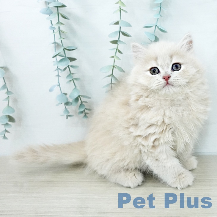 ブリティッシュショートヘア