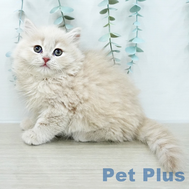 ブリティッシュショートヘアの写真2