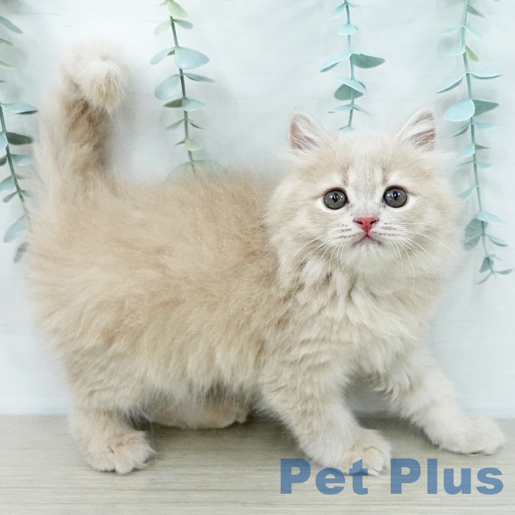 ブリティッシュショートヘア