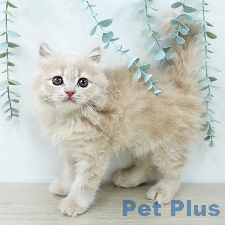 ブリティッシュショートヘアの写真2