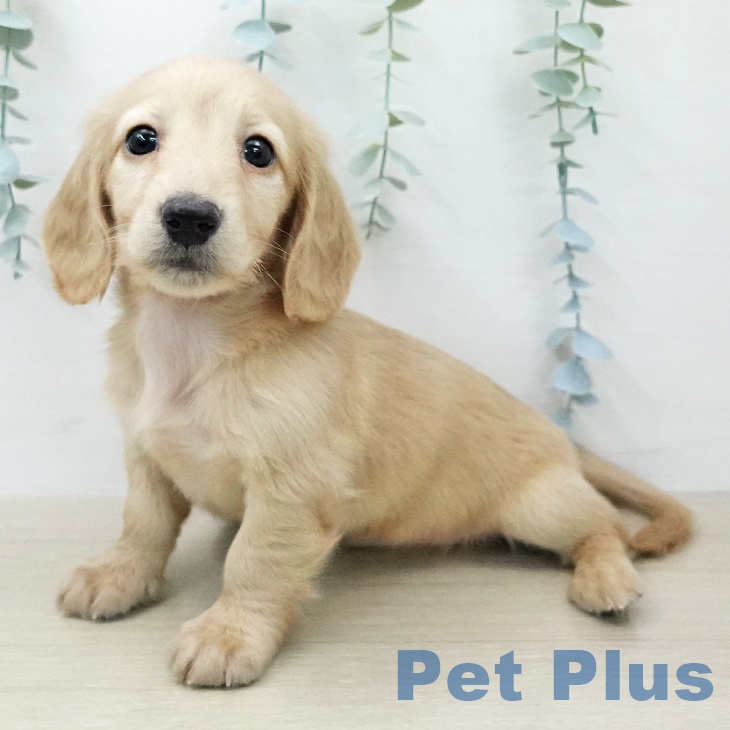 ミニチュア・ダックスフンドの写真2