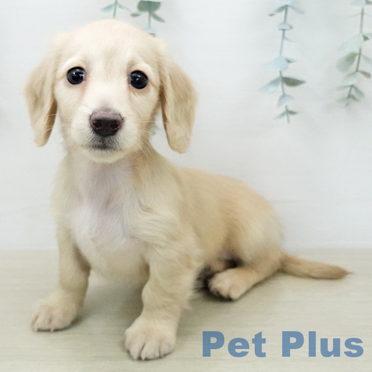 ミニチュア・ダックスフンド