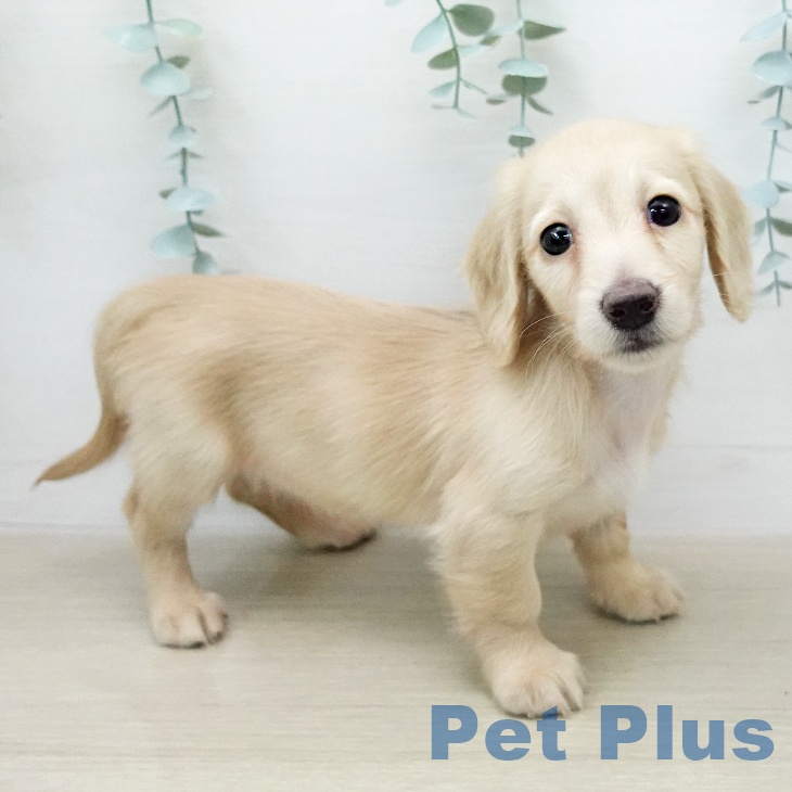 ミニチュア・ダックスフンドの写真2