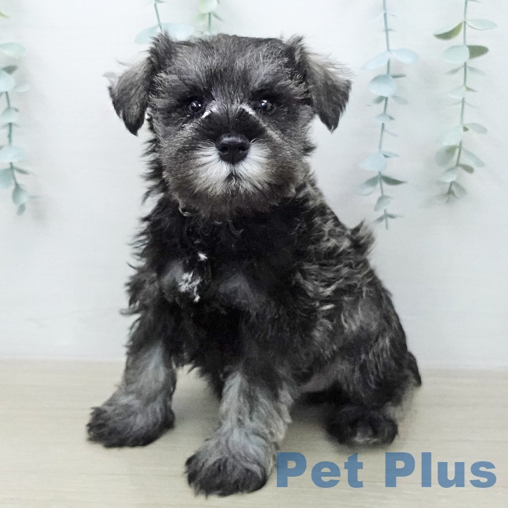 ミニチュア・シュナウザー